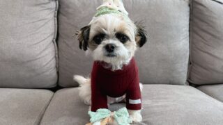 ワンちゃんのためのワクワク定期便「Doggy Box ( ドギーボックス )」2024年12月分が届きました