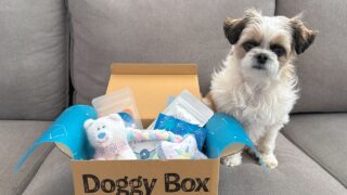 ワンちゃんのためのワクワク定期便「Doggy Box ( ドギーボックス )」2025年1月分が届きました